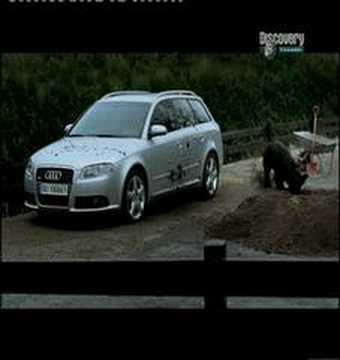 Audi A4 Quattro vs Dog part 3