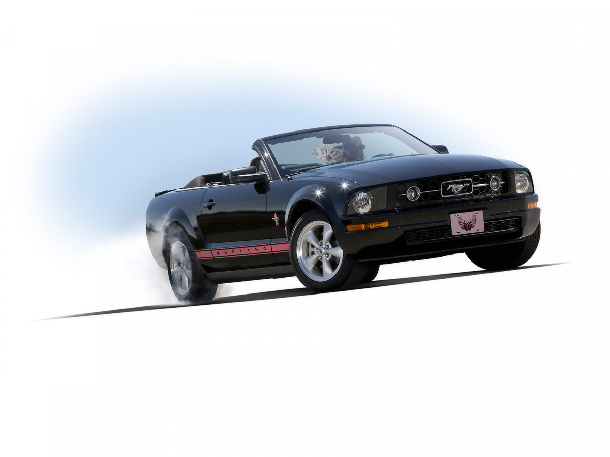 Ford Mustang WIP Edition фото 43953