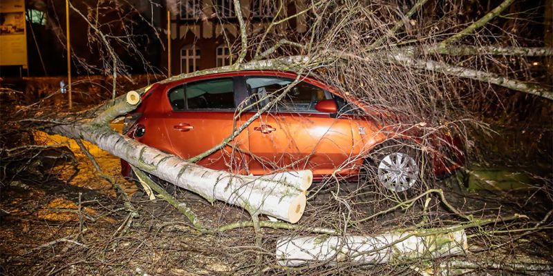 Москва: не парковаться у деревьев и рекламных щитов