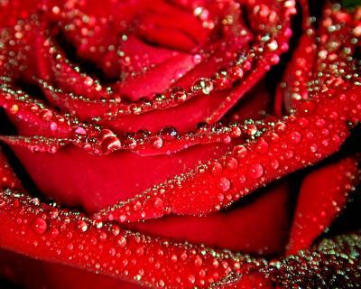 Миллион алых роз  Автоцентр ОВОД поздравит женщин с восьмым марта 