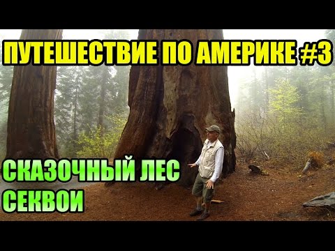 Путешествие по Америке #3 / Самое большое дерево в мире